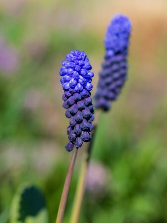 Beautiful blue muscari flowers. Viper onion or mouse hyacinth. Spring blue wildflowers.の写真素材