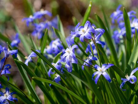 Blue flowers of the Scilla Squill blooming in April. Bright spring flower on Scilla Bifolia closeup - Bluebells in a spring forest, macro shot with green soft light and blurred background.の写真素材