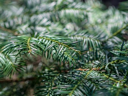 Fir tree brunch close up. Shallow focus. Fluffy fir tree brunch close up. Christmas wallpaper concept. Copy space.の写真素材