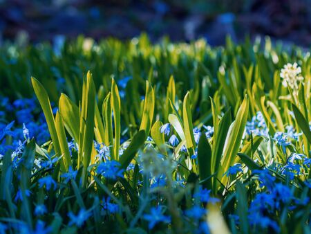 Blue flowers of the Scilla Squill blooming in April. Bright spring flower on Scilla Bifolia closeup - Bluebells in a spring forest, macro shot with green soft light and blurred background.の写真素材