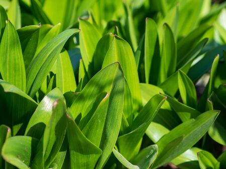 Green grass background texture. Field of fresh green grass texture as a background, top view, horizontal. Artificial green grass texture for background.の写真素材