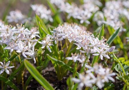 Scilla bifolia rosea, Rosy squill/の写真素材