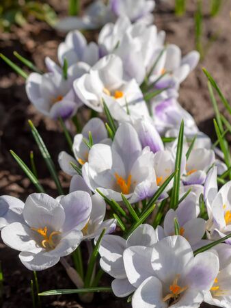 White crocuses growing on the ground in early spring. First spring flowers blooming in garden. Spring meadow full of white crocuses, Bunch of crocuses. White crocus blossom close up. Early springの写真素材