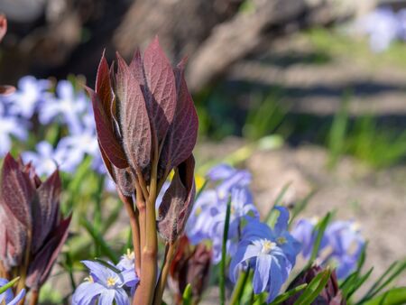 Multi-colored spring wildflowers. Spring flowering. spring background.の写真素材