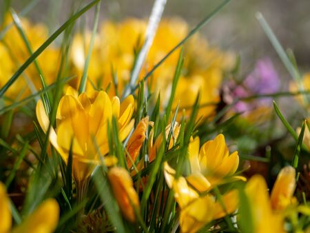 Yellow crocuses in the early spring at the cottageの写真素材