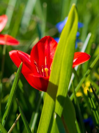 Beautiful Red Tulips, Darwin Hybrid Red Tulips in a flowerbed.の写真素材
