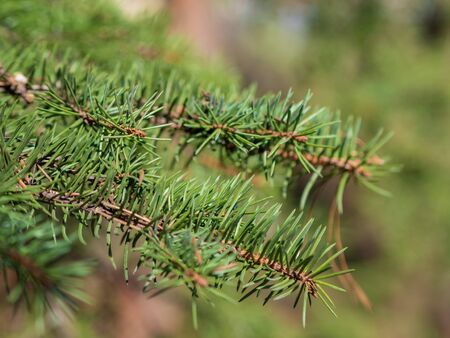 Coniferous tree branch with water drops. Macro shot.の写真素材