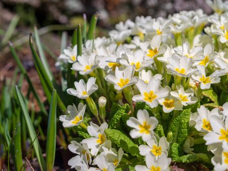 Primula, or primrose Bloom in early spring. Primrose Primula Vulgaris. White Country Garden Primula Flowers.の写真素材