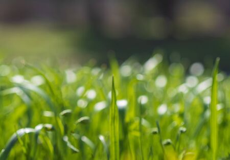 Green grass background texture. Field of fresh green grass texture as a background, top view,...