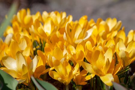 Yellow crocuses in the early spring at the cottageの写真素材