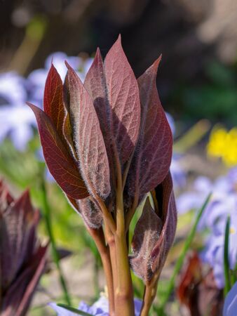 Multi-colored spring wildflowers. Spring flowering. spring background.の写真素材