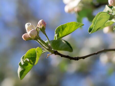 Bright white an apple-tree flower illuminated by a bright ray of the spring sun and blue sky on a back background.の写真素材