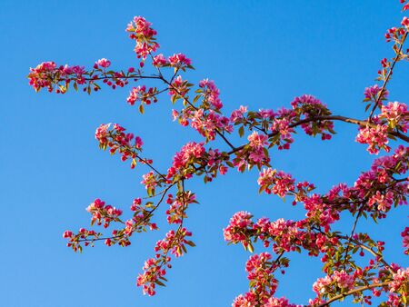 Branches of apple blossoming, pink flowers. Apple blossom panorama wallpaper background. Spring flowering garden fruit tree.の写真素材
