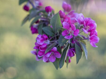 Branches of apple blossoming, pink flowers. Apple blossom panorama wallpaper background. Spring flowering garden fruit tree.の写真素材