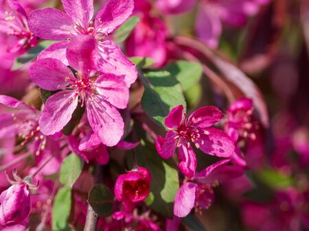 Branches of apple blossoming, pink flowers. Apple blossom panorama wallpaper background. Spring flowering garden fruit tree.の写真素材