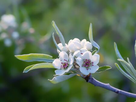 Bright white an apple-tree flower illuminated by a bright ray of the spring sun and blue sky on a back background.の写真素材