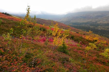 Beautiful colorful autumn vegetation in the mountains. Khibiny, Russia.
の写真素材