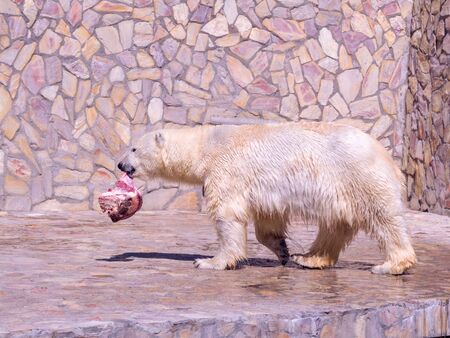 Polar bear or Ursus maritimus in captivity eats meat next to poolの写真素材