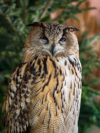Owl with funny owl eyes on the treeの写真素材
