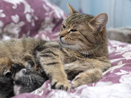 Beautiful Siberian cat with newborn kittens close-upの写真素材