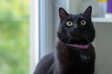 Portrait of a beautiful black cat at home.の写真素材