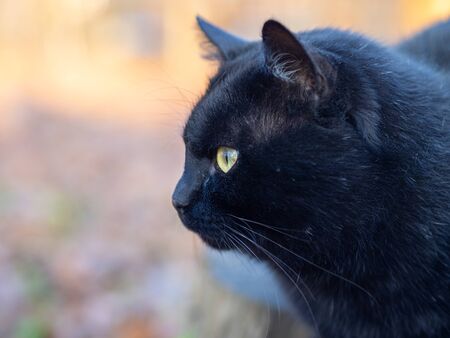 A black cat lies on a stump in the garden.の写真素材