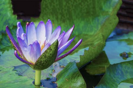 beautiful lotus flower on the water after rain in garden.の写真素材