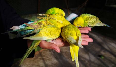 multi-colored budgies are pecking hand food.の写真素材