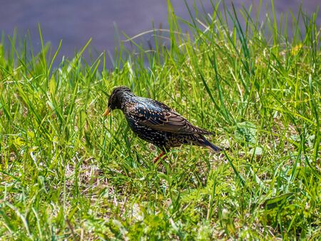 black bird - starling looking for worms in the grassの写真素材