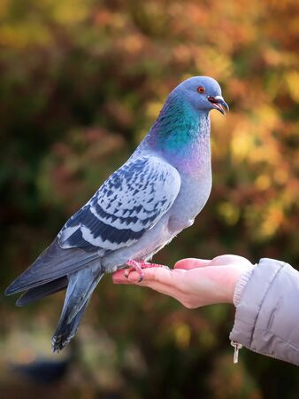A woman feeds a pigeon. Dove sits on a handの写真素材