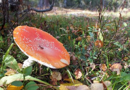 Mushroom close-up in autumn on a background of mountains.の写真素材