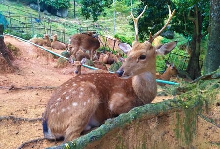 Young caucasian woman feeds a sika deer in the countryside..の写真素材