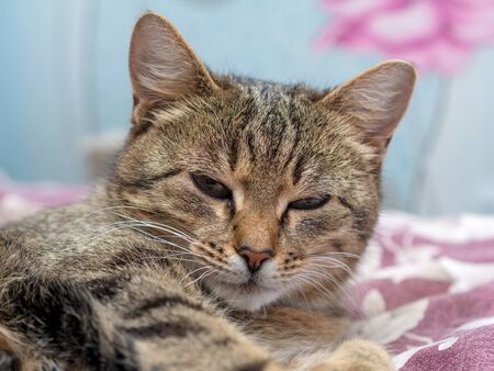 Beautiful Siberian cat with newborn kittens close-upの写真素材