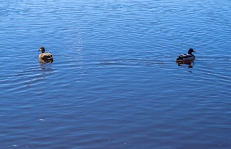 mallard duck on the lakeの写真素材