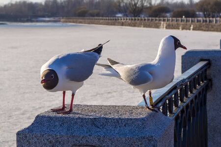 Birds seagull sitting on a stoneの写真素材