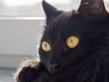 Portrait of a beautiful black cat at home.の写真素材