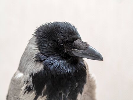 crow bird close up on grayの写真素材