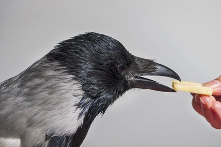 gray crow bird eats cheese from hand.の写真素材