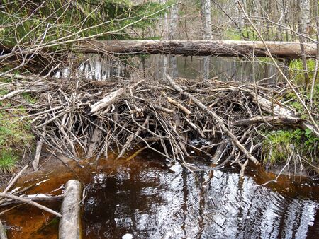 Beaver dam at a small riverの写真素材