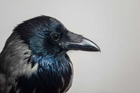 crow bird close up on gray