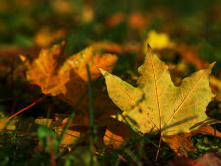 Colorful and bright background made of fallen autumn leaves