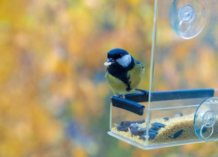 bird tit eats sunflower seeds from a feeding troughの写真素材