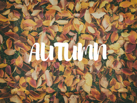 Background of orange maple leaves with congratulatory inscription Autumnの写真素材