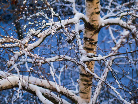 Winter snow covered bush view. Winter snow scene. Snow covered bush branches in winter. Winter snow buch.の写真素材