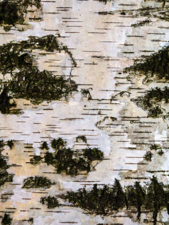Texture of birch bark, backgroundの写真素材