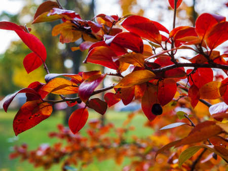 The warm autumn sun shining through the golden canopy of tall beech treesの写真素材