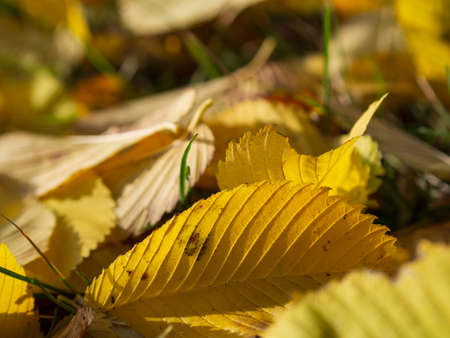 Colorful and bright background made of fallen autumn leavesの写真素材