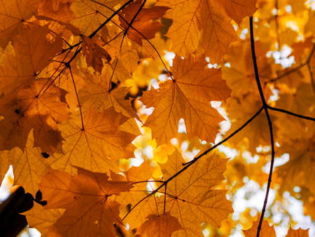 red yellow fall maple leafs illuminated by sun natural backgroundの写真素材