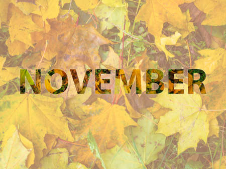Background of orange maple leaves with congratulatory inscription Novemberの写真素材