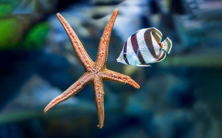 Underwater tropical fish with starfish close up.の写真素材